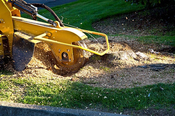 How Our Tree Care Process Works  in  Salamanca, NY