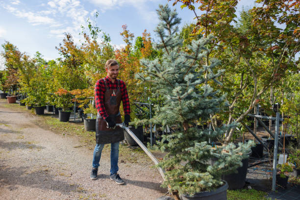 Mulching Services